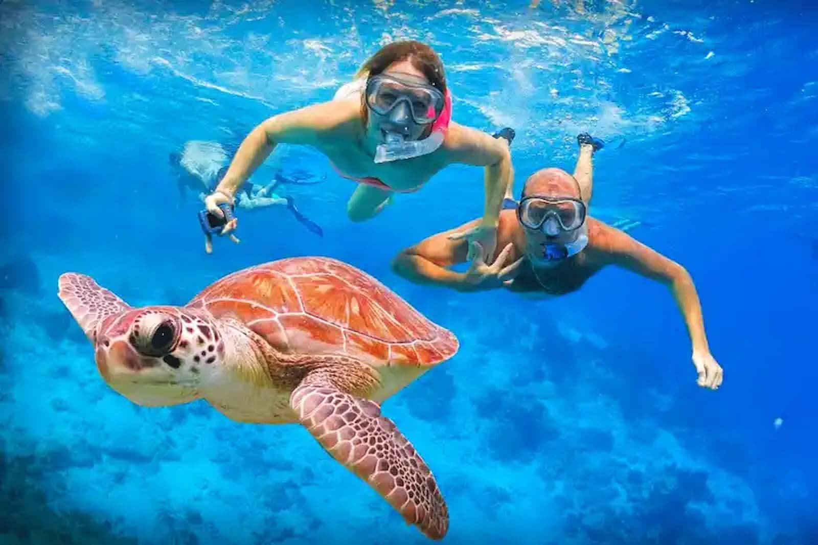 Abu Dabbab Bay – Snorkeling with Turtles & Dugong – photo 5