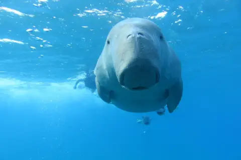Marsa Mubarak Sea Snorkeling Boat Trip