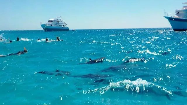 Boat Snorkeling Trip In Dolphin House From Hurghada